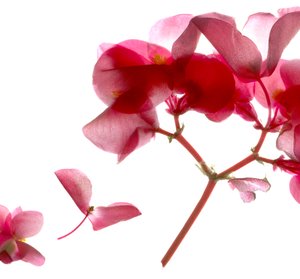 Begonia Pink VII (digitální fotogram, digitální originální tisk)